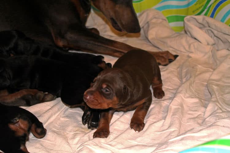 2 week old dobe pups