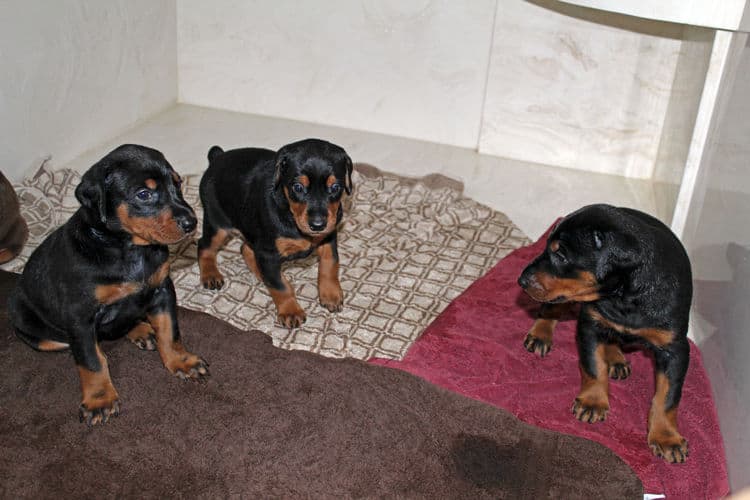 4 week old black and rust, red and rust dobie puppys