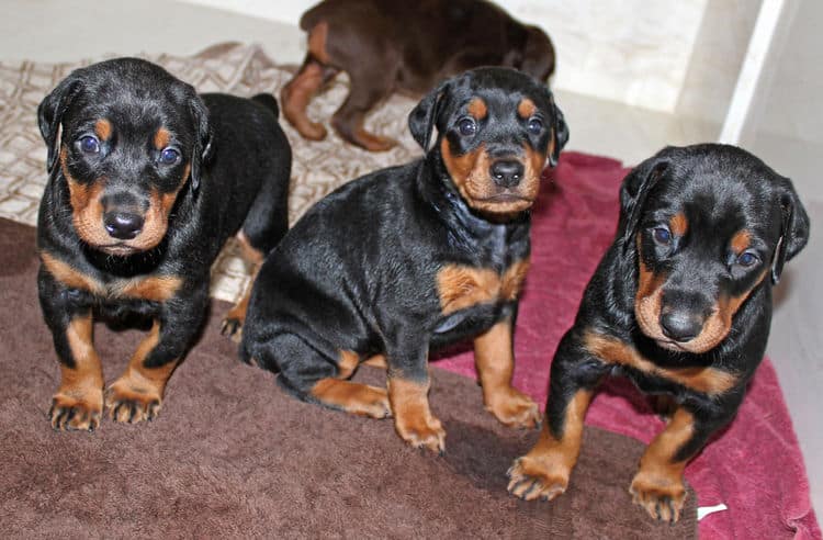 4 week old black and rust, red and rust dobie puppys