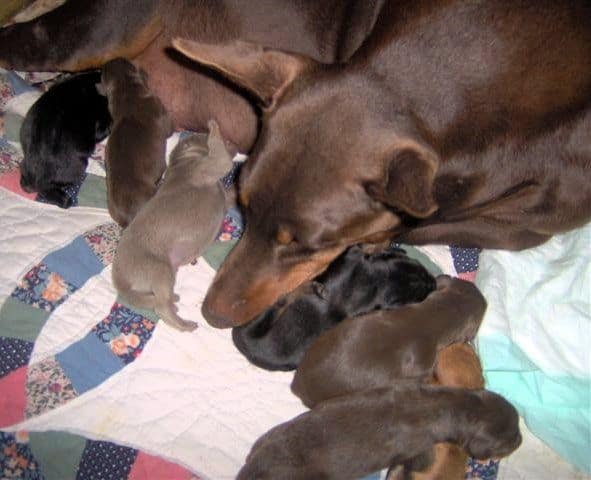 Doberman puppies first born