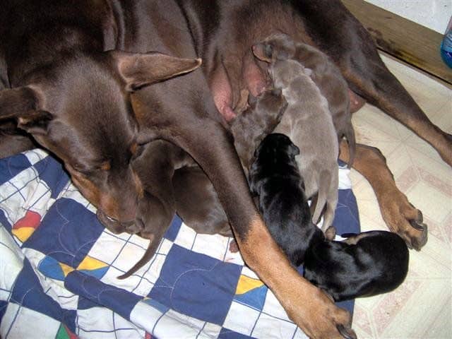 Doberman puppies first born