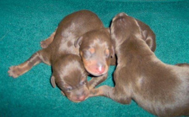 Red Doberman puppies