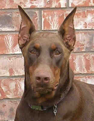 red female doberman mom