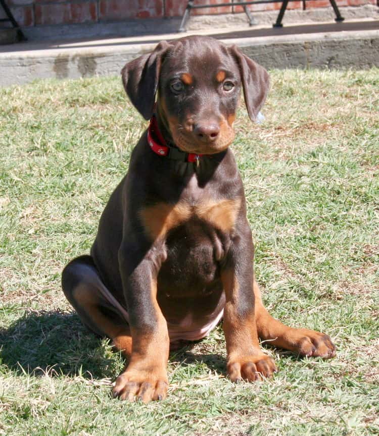 red and rust doberman puppy