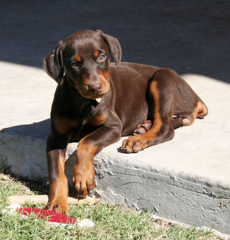 red and rust doberman puppy