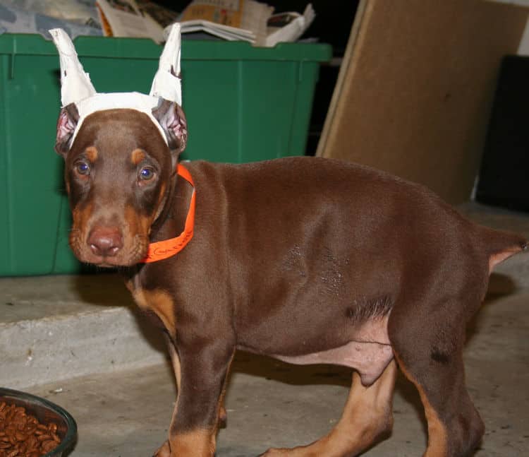 Doberman with cropped ears