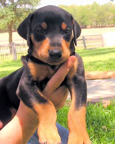 Doberman puppy