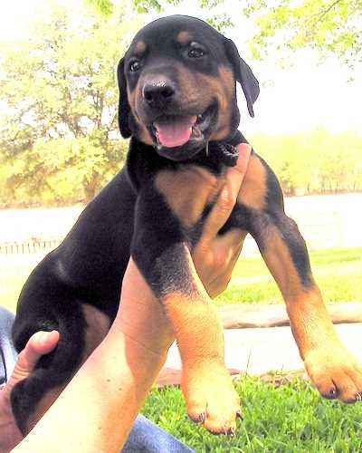 Doberman puppy