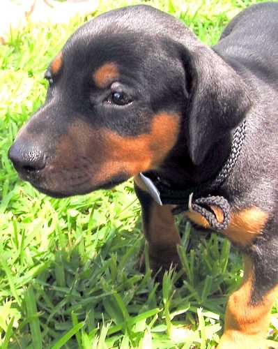 Doberman puppy