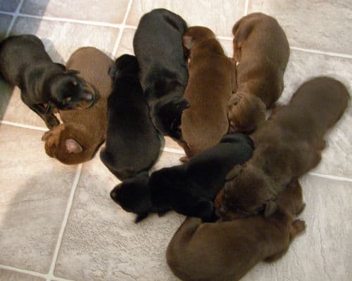 doberman puppies, reds and blacks