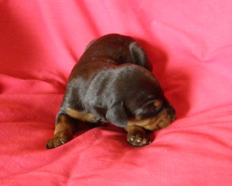 black and rust week old doberman puppy