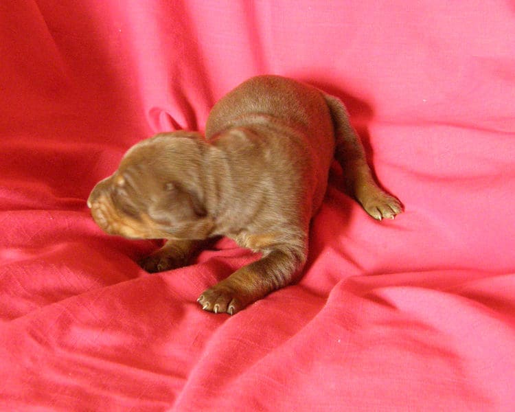 red and rust week old doberman puppy