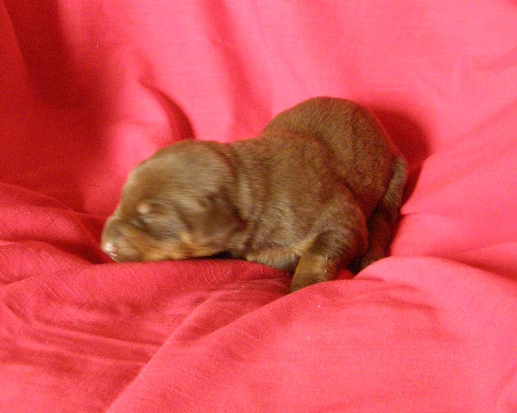 red and rust week old doberman puppy