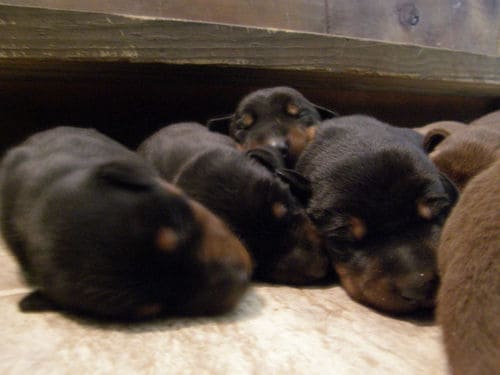 doberman puppies, reds and blacks