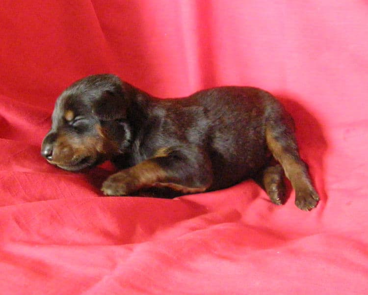 black and rust week old doberman puppy