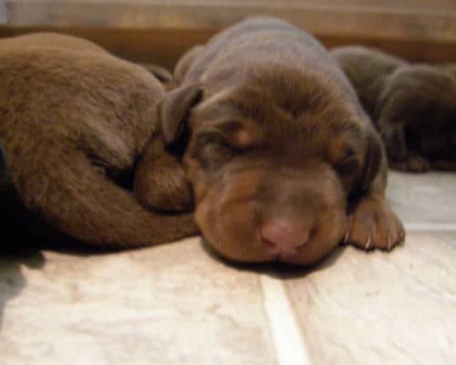 doberman puppies, reds and blacks