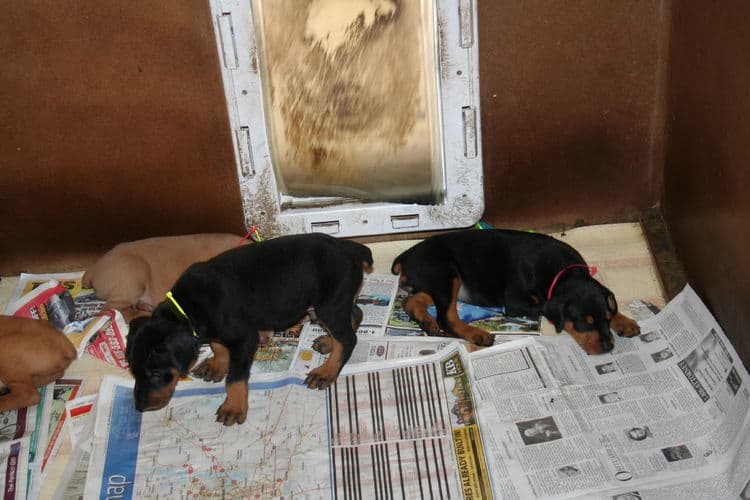 Doberman puppies