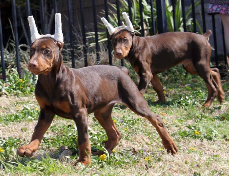 10 week old puppies playing; champion sired