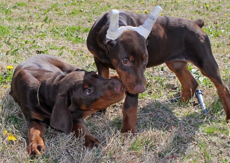 10 week old puppies playing; champion sired