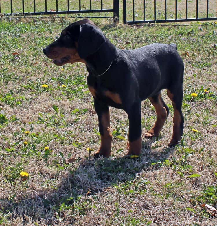 10 week old black and rust male doberman pup; champion sired
