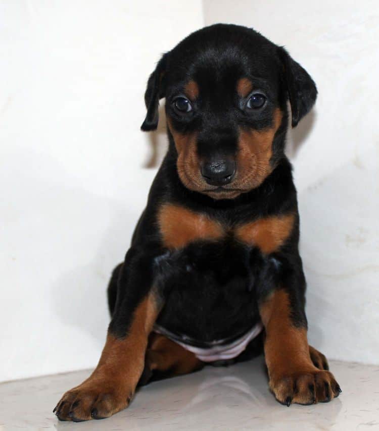 Black and rust female dobe tagged Purple at 4 weeks old
