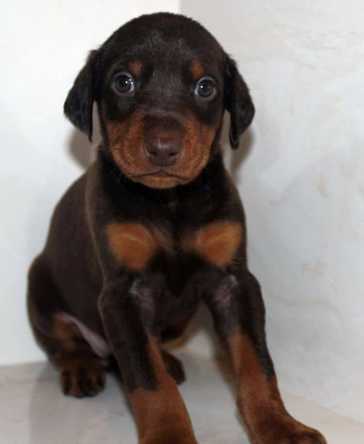 Red and rust female dobe tagged Purple at 4 weeks old