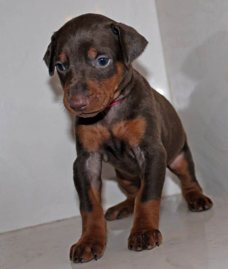 Red and rust female dobe tagged Pink at 4 weeks old
