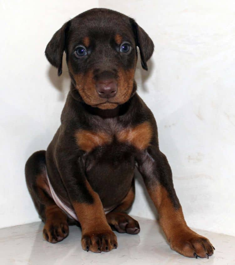 Red and rust male dobe tagged Blue at 4 weeks old