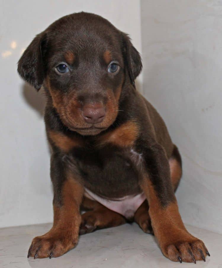 Red and rust male dobe tagged Red at 4 weeks old