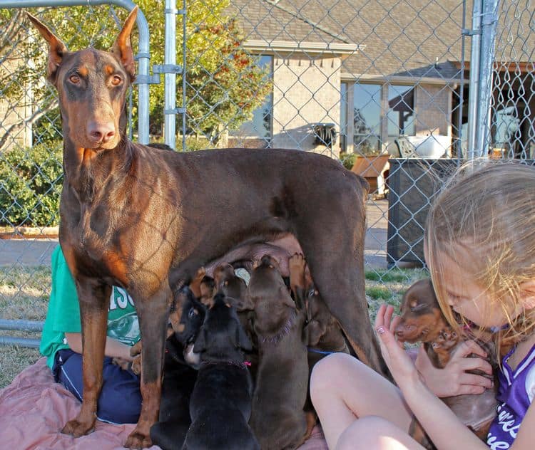 5 week old doberman puppies; champion bloodline