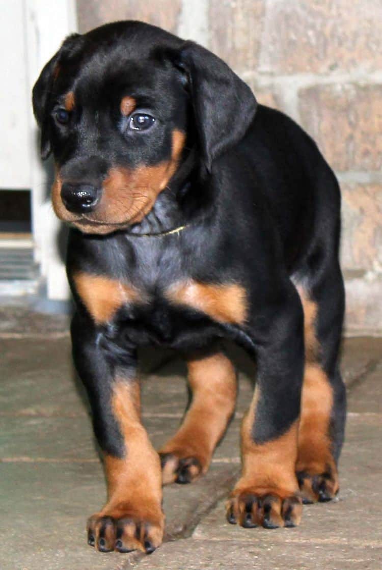 5 week old black and rust male doberman pup; champion sired