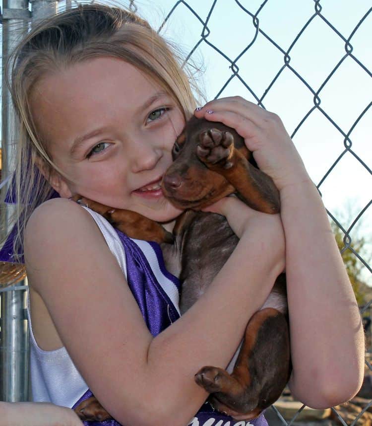 5 week old red and rust female doberman pup; champion sired