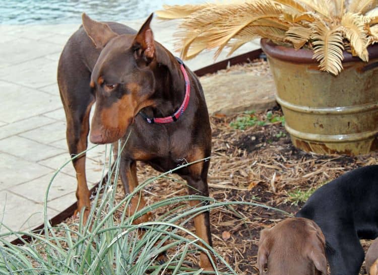 9 week old red and rust, black and rust doberman puppies; champion sired