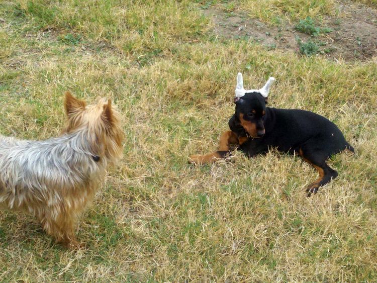 Black and rust female dobie pup with yorkie playmate at new owner's home.