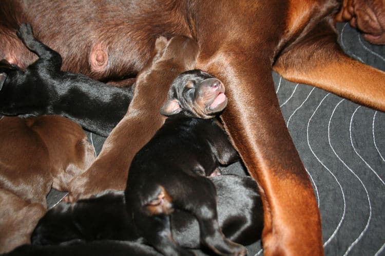 day old doberman puppies birth pictures to tail docks