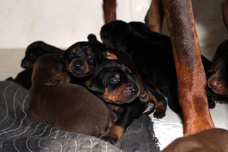 2 week old doberman puppies; red and rust, black and rust