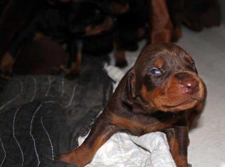 2 week old doberman puppies; red and rust, black and rust