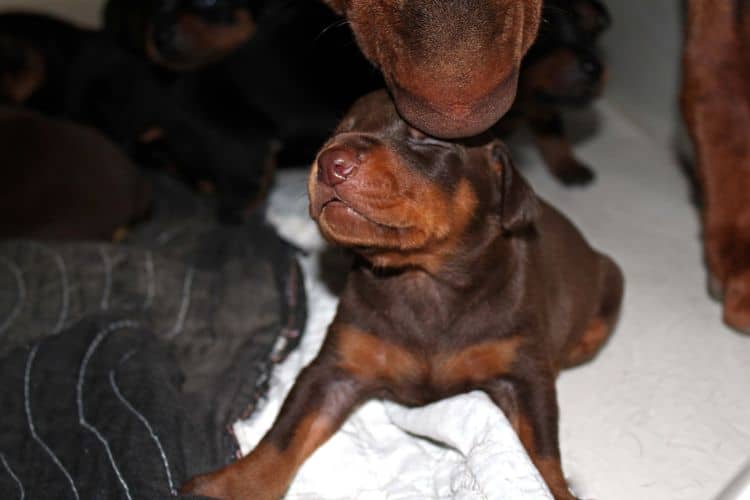 2 week old doberman puppies; red and rust, black and rust