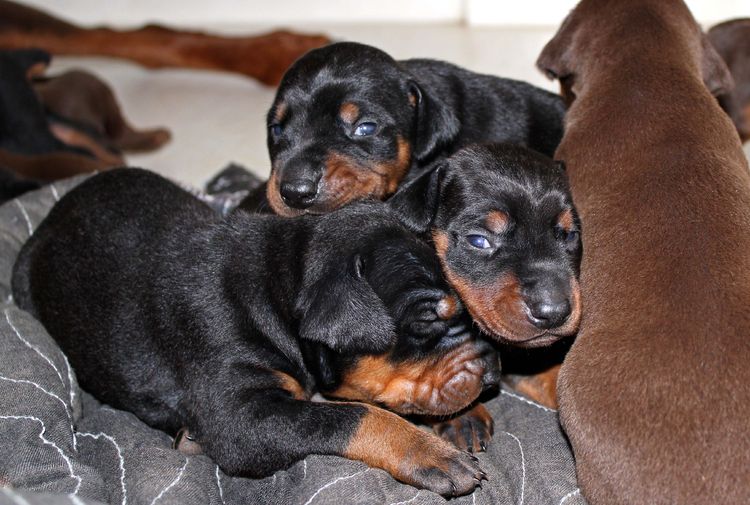 2 week old doberman puppies; red and rust, black and rust