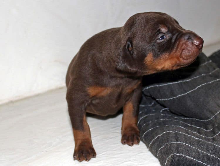 2 week old doberman puppies; red and rust, black and rust