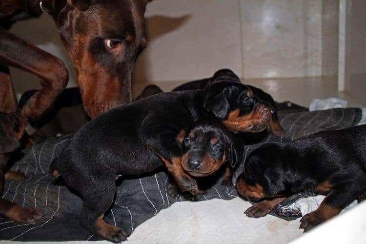 2 week old doberman puppies; red and rust, black and rust