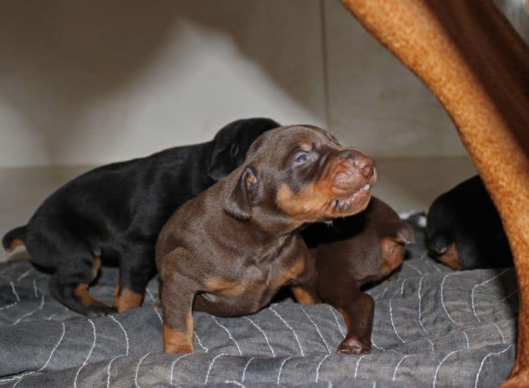 2 week old doberman puppies; red and rust, black and rust