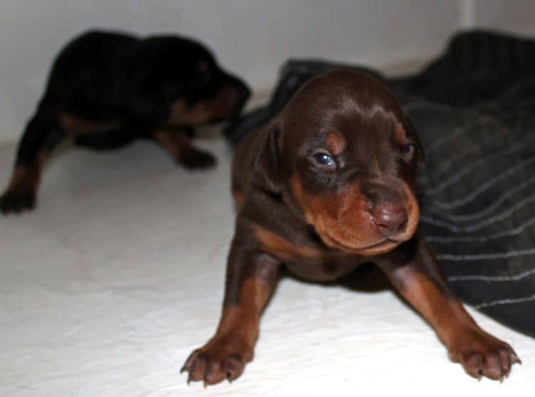 2 week old doberman puppies; red and rust, black and rust