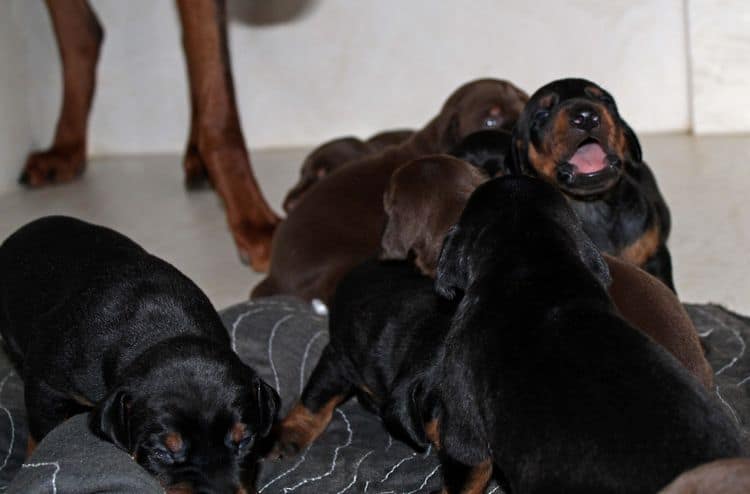 2 week old doberman puppies; red and rust, black and rust