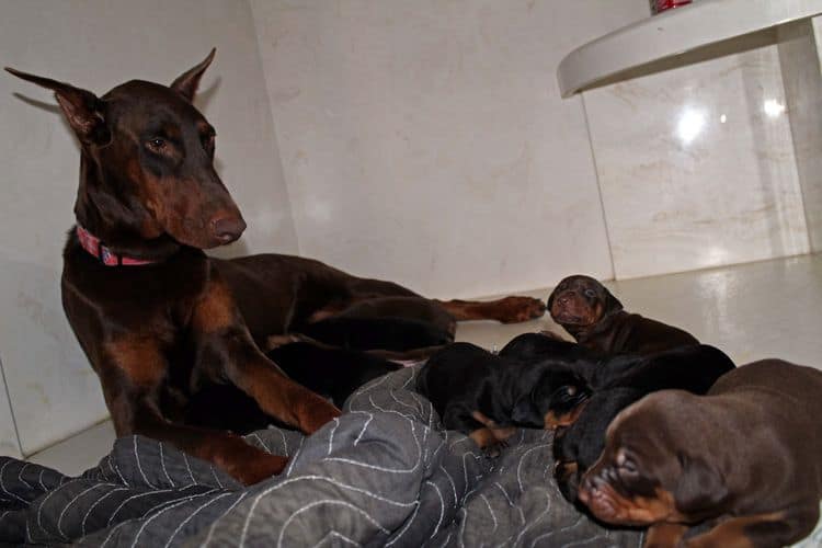 2 week old doberman puppies; red and rust, black and rust