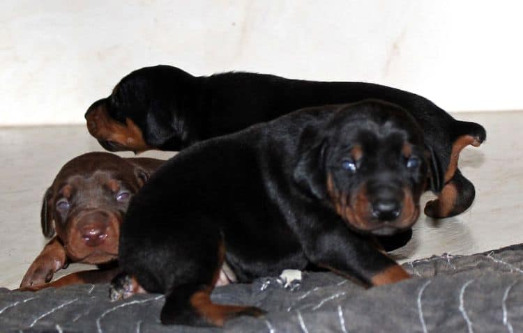 2 week old doberman puppies; red and rust, black and rust