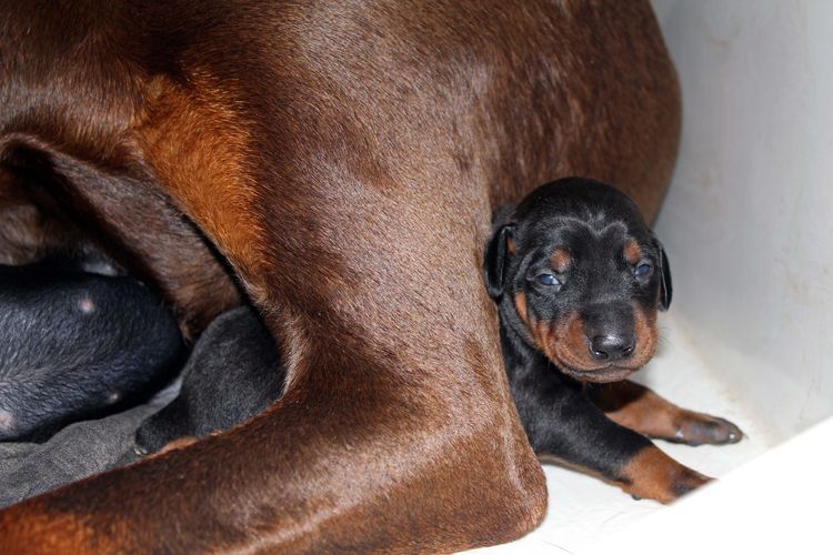 2 week old doberman puppies; red and rust, black and rust