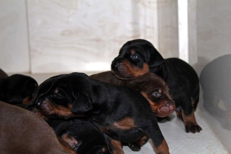 2 week old doberman puppies; red and rust, black and rust