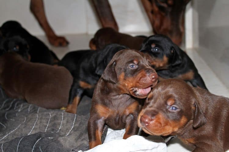 2 week old doberman puppies; red and rust, black and rust