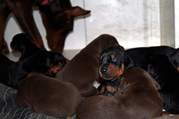 2 week old doberman puppies; red and rust, black and rust